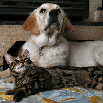 Pet Tech & Care-JZ collection